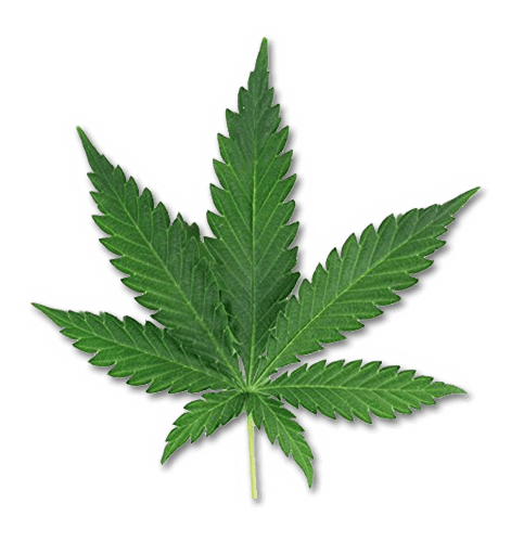 CBD