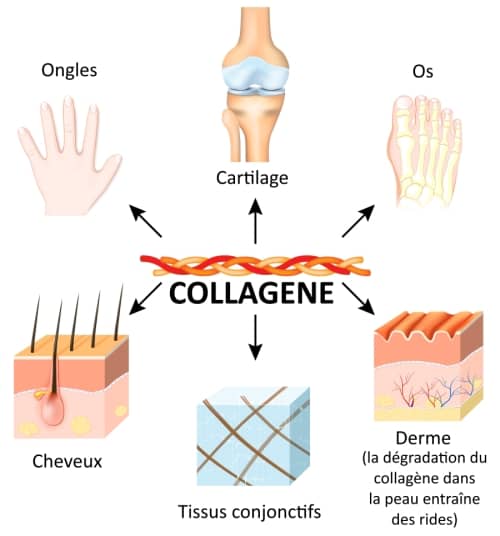 Collagène corps