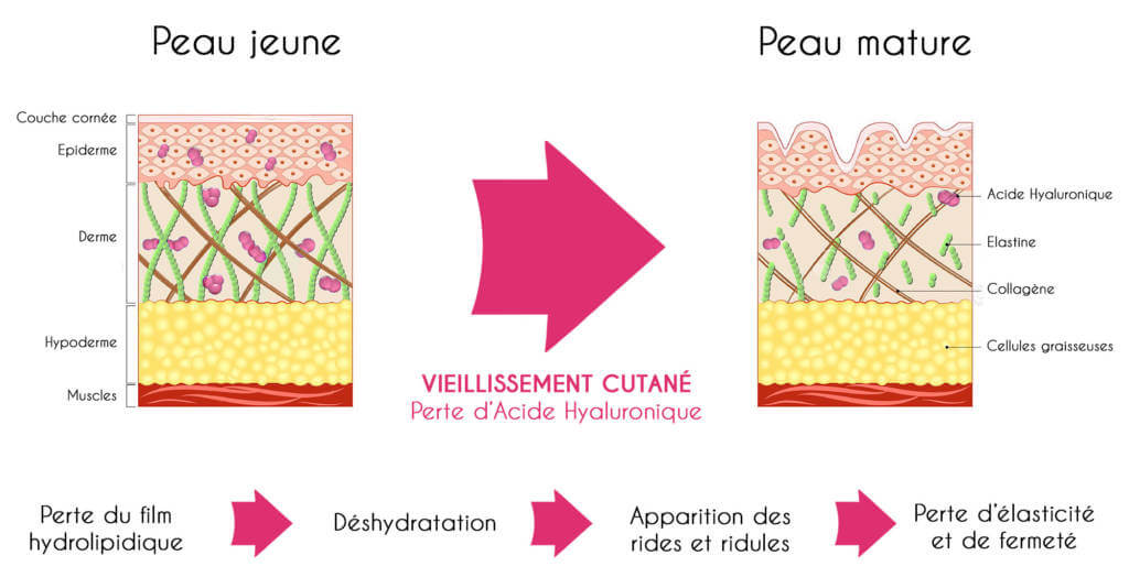 collagène : peau jeune vs peau mature