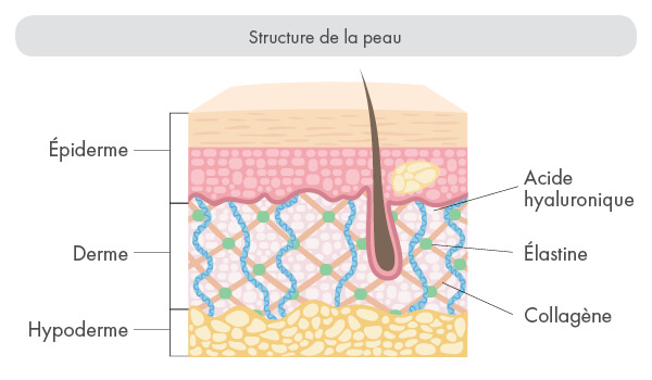structure de la peau : Collagène 